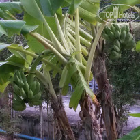 фото из отзыва ID 1317154