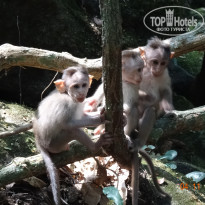 фото из отзыва ID 1317726