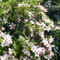 фото из отзыва ID 1317810