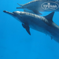 фото из отзыва ID 1318907