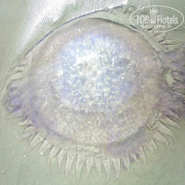 фото из отзыва ID 1318995