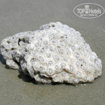 фото из отзыва ID 1318995