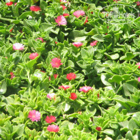 фото из отзыва ID 1314824