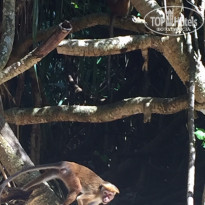 фото из отзыва ID 1310771