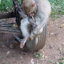 фото из отзыва ID 1317049