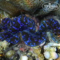 фото из отзыва ID 1314639