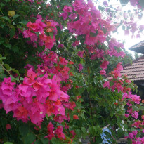 фото из отзыва ID 1320323