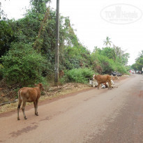 фото из отзыва ID 1321061