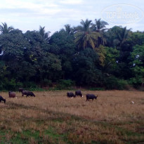 фото из отзыва ID 1321126