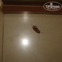 фото из отзыва ID 1321259