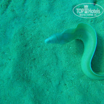 фото из отзыва ID 1321352