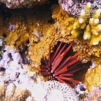 фото из отзыва ID 1321352