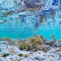 фото из отзыва ID 1321352