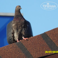 фото из отзыва ID 1321467