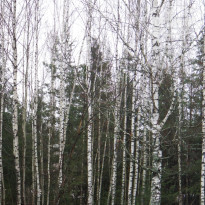 фото из отзыва ID 1321811