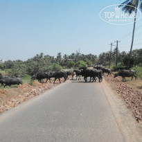 фото из отзыва ID 1321893