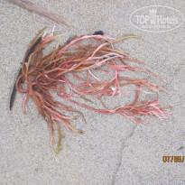 фото из отзыва ID 1323656