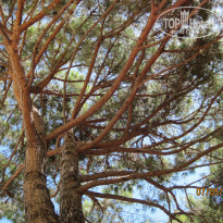 фото из отзыва ID 1323656