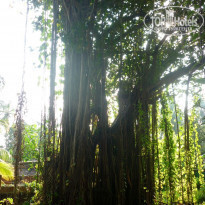 фото из отзыва ID 1323687