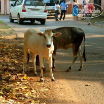 фото из отзыва ID 1323687