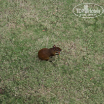 фото из отзыва ID 1323840