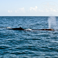 фото из отзыва ID 1324815