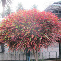 фото из отзыва ID 1325229