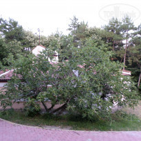 фото из отзыва ID 1326545