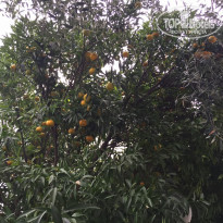 фото из отзыва ID 1326960