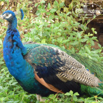 фото из отзыва ID 1327485