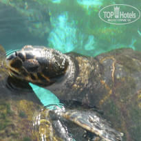 фото из отзыва ID 1328501