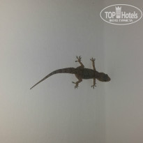 фото из отзыва ID 1328763