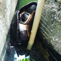 фото из отзыва ID 1329098