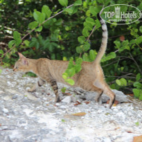 фото из отзыва ID 1329255