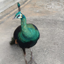 фото из отзыва ID 1329451