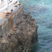 фото из отзыва ID 1329661