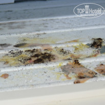 фото из отзыва ID 1329846