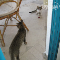 фото из отзыва ID 1331196