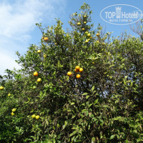 фото из отзыва ID 1331396