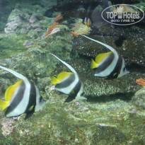 фото из отзыва ID 1331812