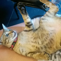 фото из отзыва ID 1331902