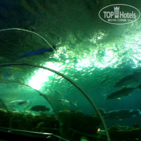 фото из отзыва ID 1332861