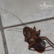 фото из отзыва ID 1332964