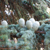 фото из отзыва ID 1333041