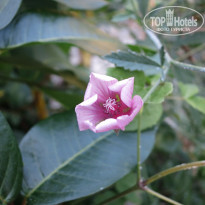 фото из отзыва ID 1333041