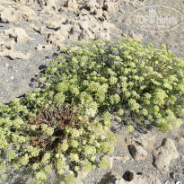 фото из отзыва ID 1333432