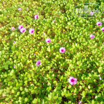 фото из отзыва ID 1333521