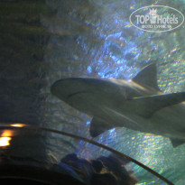 фото из отзыва ID 1334255