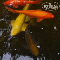 фото из отзыва ID 1334353