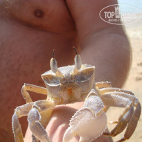 фото из отзыва ID 1334556